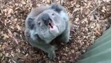Miten koala