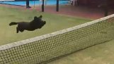 Koira yrittää hypätä pöytätennisverkkoa