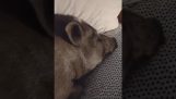 Das Schwein will nicht aus dem Bett raus