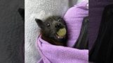 Μικρές νυχτερίδες τρώνε φρούτα