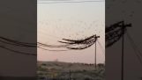 Flock of birds causes a short circuit in power cables