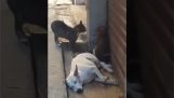 En hund sover og to katte kæmper ved siden af ​​ham