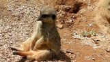 A meerkat trying to stay awake