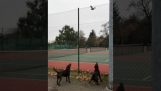 Σκίουρος ξεφεύγει από δύο σκύλους