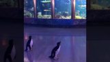 Penguins visit an aquarium