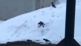 Ένα κοράκι κάνει snowboard