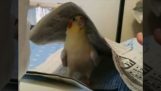 En papegoja spelar kurragömma