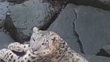 En leopard skremt av kameraet