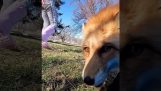 A fox steals a cell phone