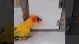 Papagei öffnet einen Safe