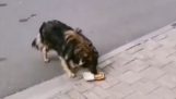 Un hombre ofrece comida de McDonalds a un perro callejero