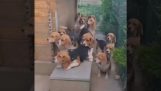 I Beagle stanno aspettando in fila per il loro cibo