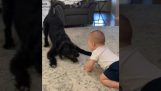 A baby laughs with the dog