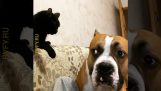 狗和貓在爭論
