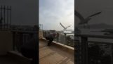 Atak mewy na balkonie