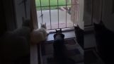 Three cats are watching a bird
