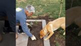 Hundehjelper i hagearbeid
