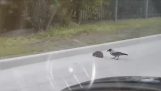 Un corvo insegue un riccio nel mezzo della strada