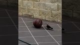 Ένα πουλί παίζει με μια μπάλα του μπάσκετ