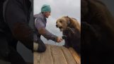 Η αρκούδα δεν θέλει να χτενιστεί