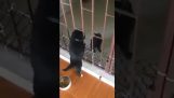 Kitten hjelper kameraten med å gå gjennom rekkverket