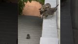 Morkat hjælper sin killing på trappen