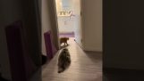 Due gatti affrontano un calzino