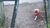 Un cane corre con il suo legno