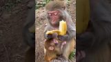 O maimuță curăță meticulos o banană