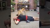 כלב נושם באופן מלאכותי בבוס שלו