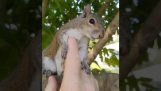 Een eekhoorn bezoekt de man die hem heeft gered