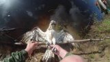 Ajude uma águia presa em uma linha de pesca
