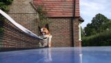 Σκύλος διαιτητής σε έναν αγώνα πινγκ πονγκ