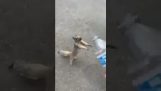 Ein Eichhörnchen bittet um Wasser