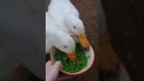 Two ducks wipe a bowl of peas