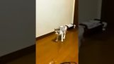 En katt leker alene