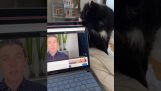 O gato quebrou o laptop