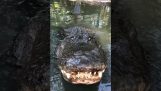 Het gebrul van de alligator