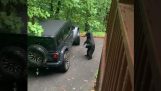 הדוב רצה להיכנס לרכב