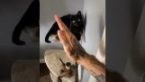 Pisica Kung Fu Master