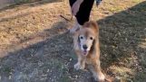 Visually impaired dog, smells his boss to recognize it