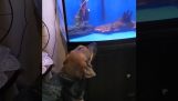 Il cane combatte con un pesce