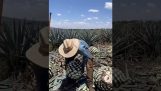 Come l'agave viene convertita in tequila