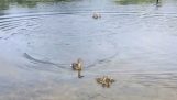 नौ ducklings साथ एक माँ बतख, एक और 10 लेता है
