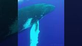 一條大鯨魚跳出水面