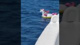 En lille pige i en gummibåd blev fejet væk af strømmen i havet og reddet af en færge