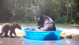 A bear and her little one are playing in the pool