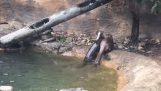 Ein Otter Stunts