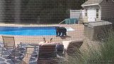 Visit from a bear