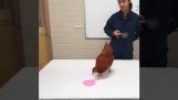 Een kip trainen